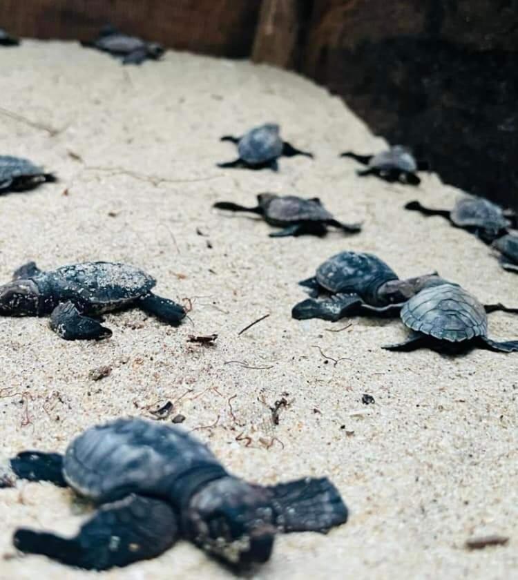 Jk House Turtle Point Hotel Dikwella Eksteriør billede